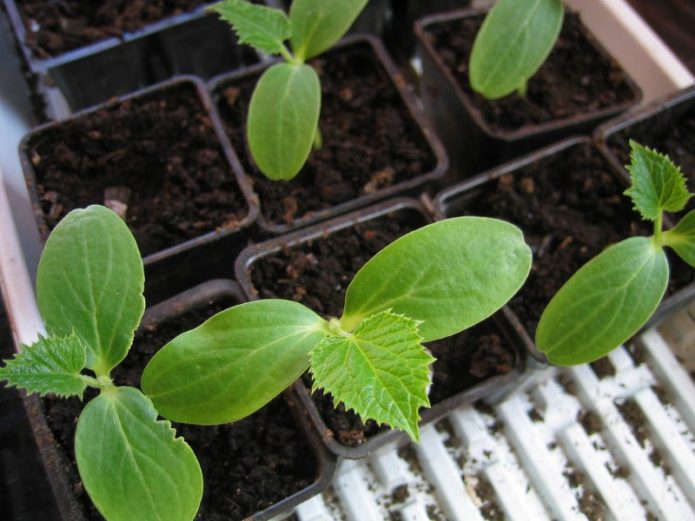 Seedling squash