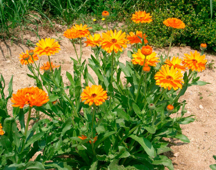 Calendula