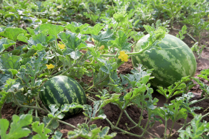 Watermelons in the open field