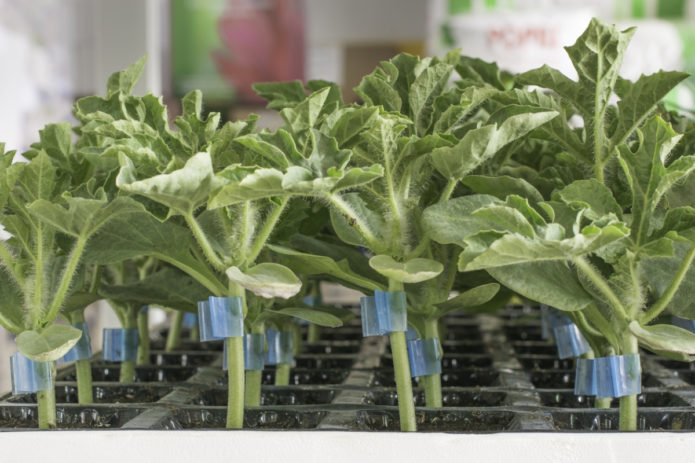 Seedling watermelon