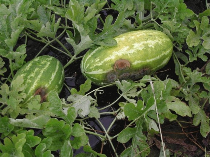 Watermelon anthracnose