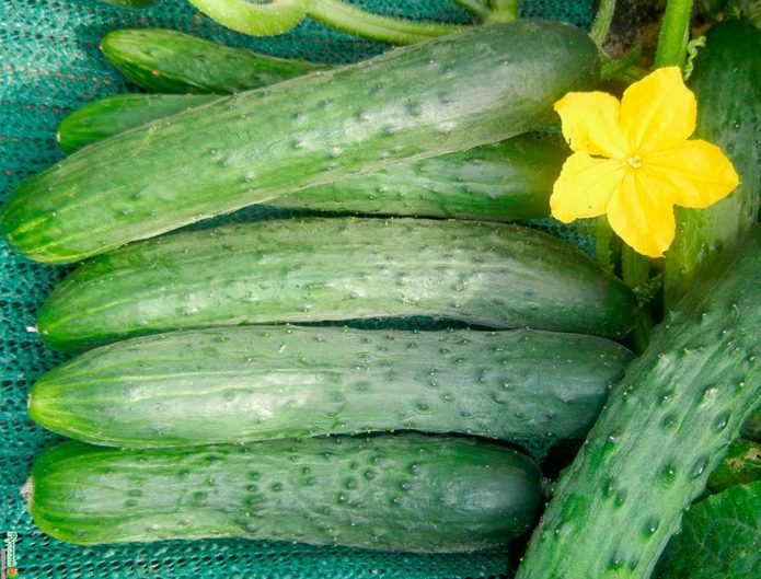 Zozulya's cucumber