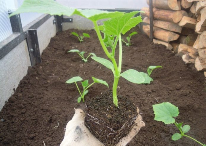 Seedlings from a pot