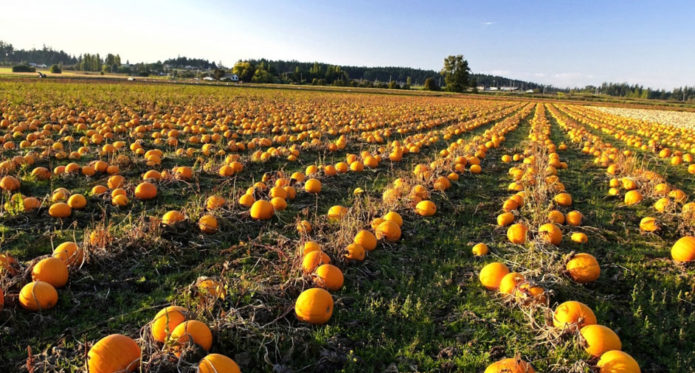 Melons in the field