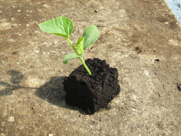 Melon seedling