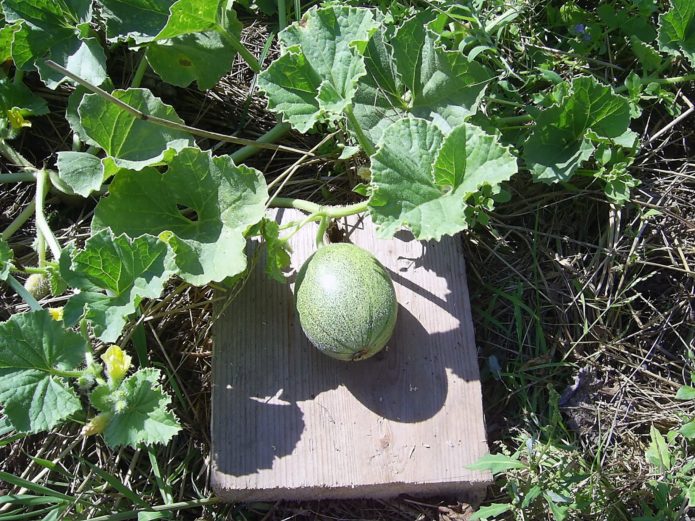 Melon on the garden bed on a plank