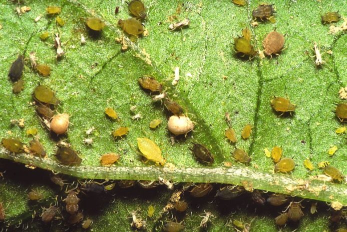 Aphids on melon