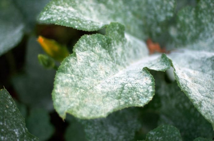 powdery mildew on a leaf