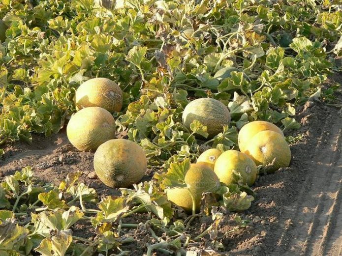 Melons in the garden