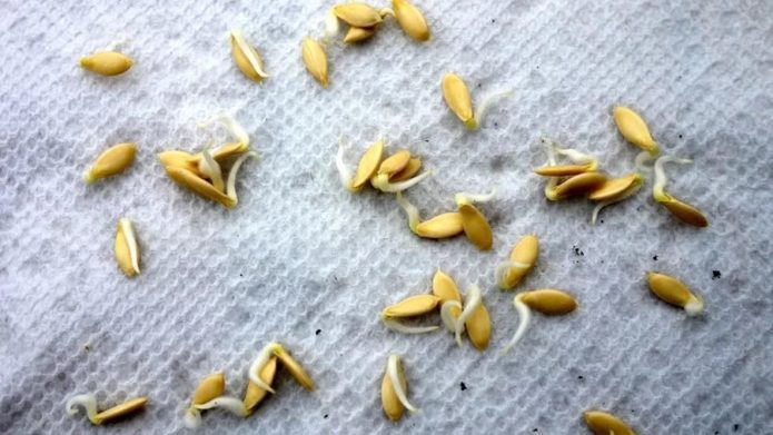 Germinated seeds