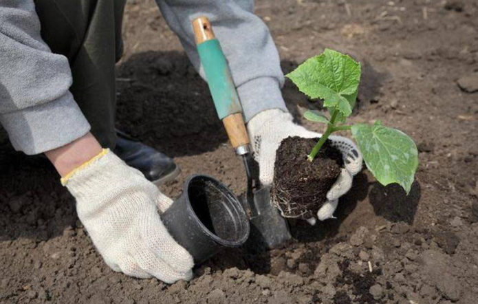 Transplanting