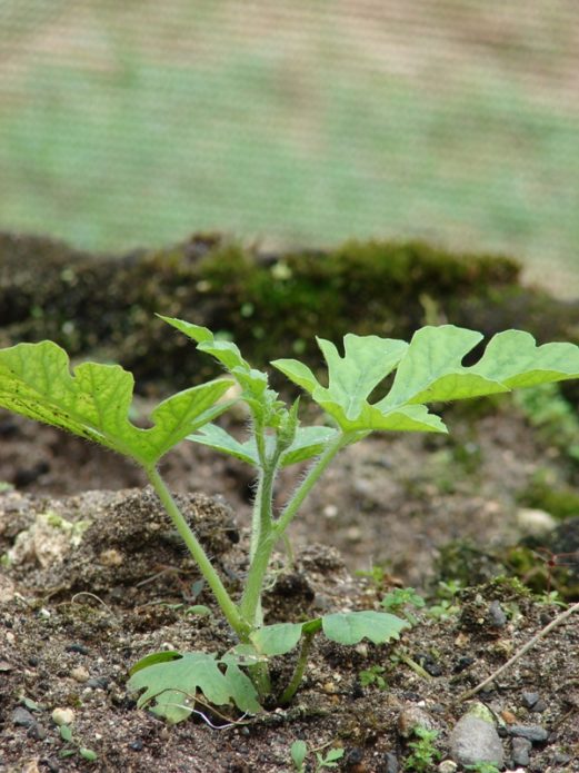 Seedlings after planting