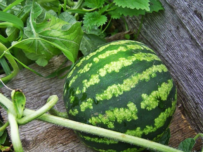 Watermelon on a plank