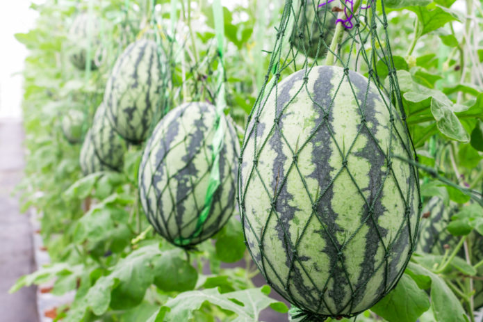 Watermelons in nets