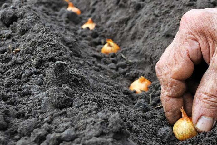 Planting onions