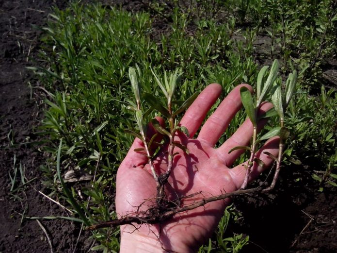 Tarragon root offspring