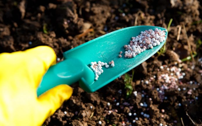 Top dressing