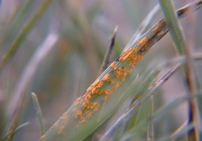 Leaf rust