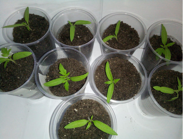 Seedlings of tomatoes