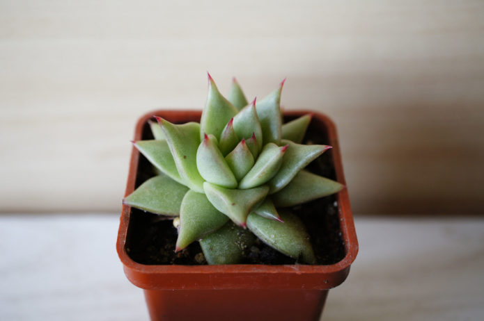 Agave echeveria