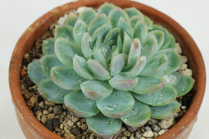 Echeveria graceful