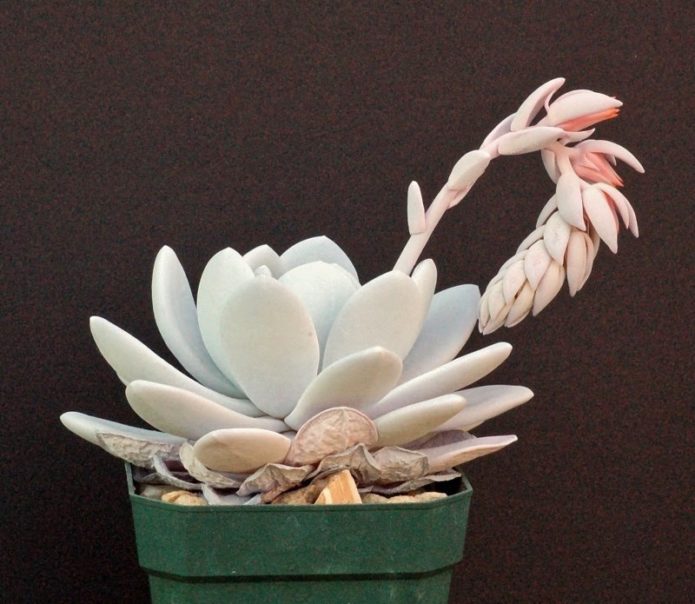 Echeveria lau