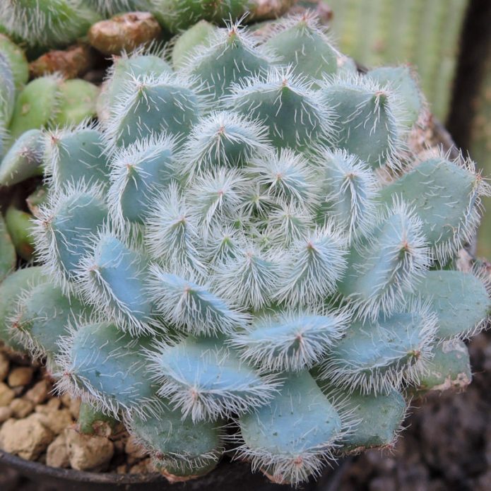 Echeveria bristly