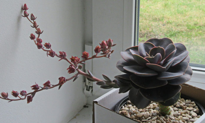 Echeveria humpbacked