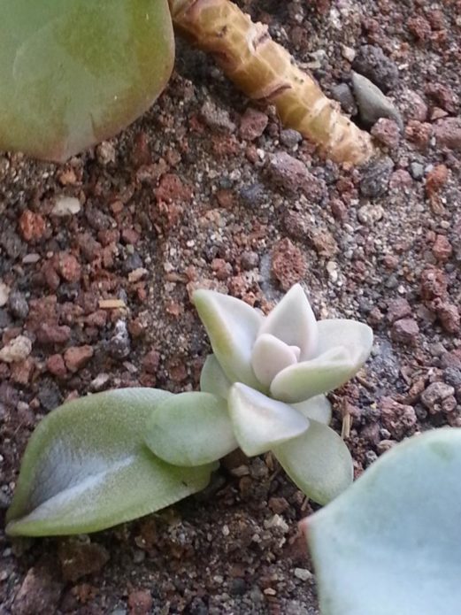 A new shoot of echeveria from a rooted leaf