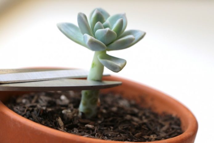 Echeveria socket