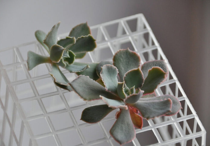 Drying echeveria outlets before planting