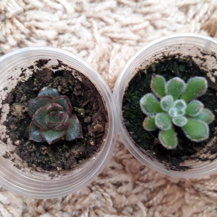 Succulents in pots