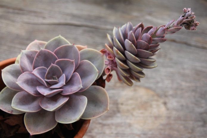 Echeveria with a side shoot