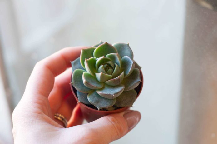 Echeveria young plant