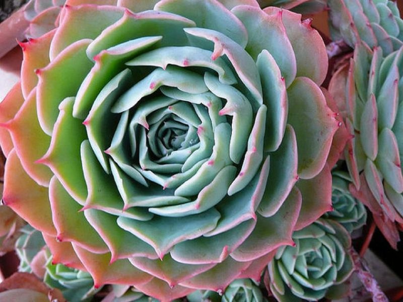 Echeveria: varieties and features of growing a stone rose at home