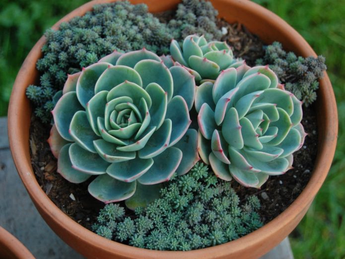 Echeveria