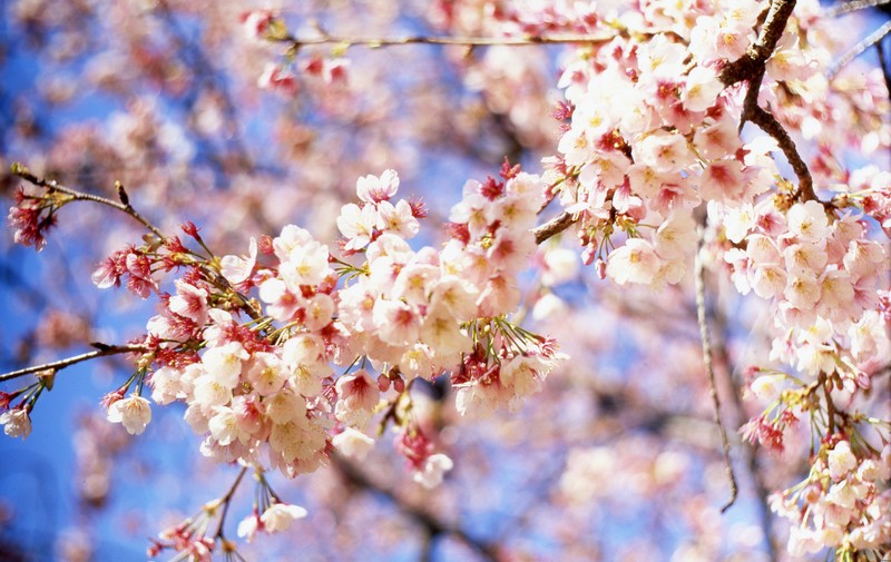 April, cherry blossoms