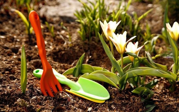 Planting flowers in spring