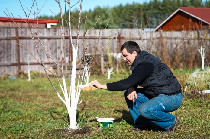 Whitewashing trees in spring