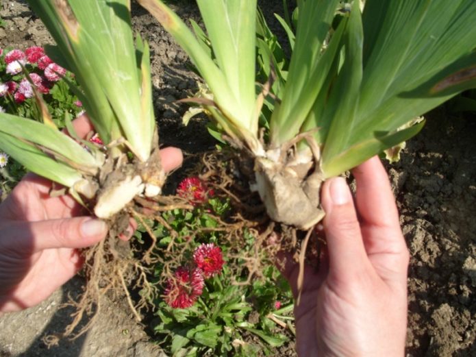 Division of irises in spring