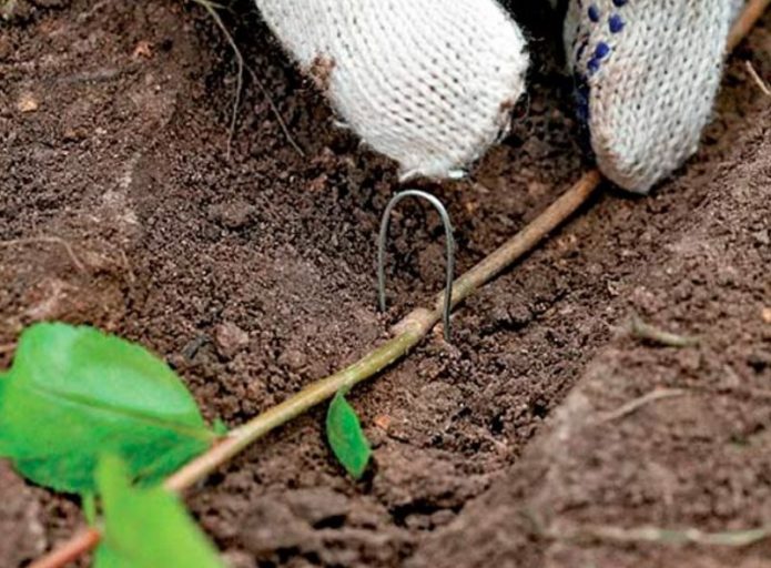 Planting a plant in a groove