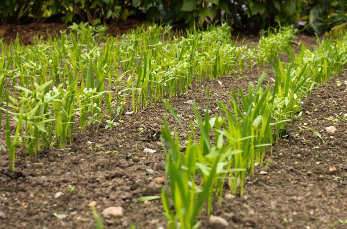 Seedlings of cultivated plants