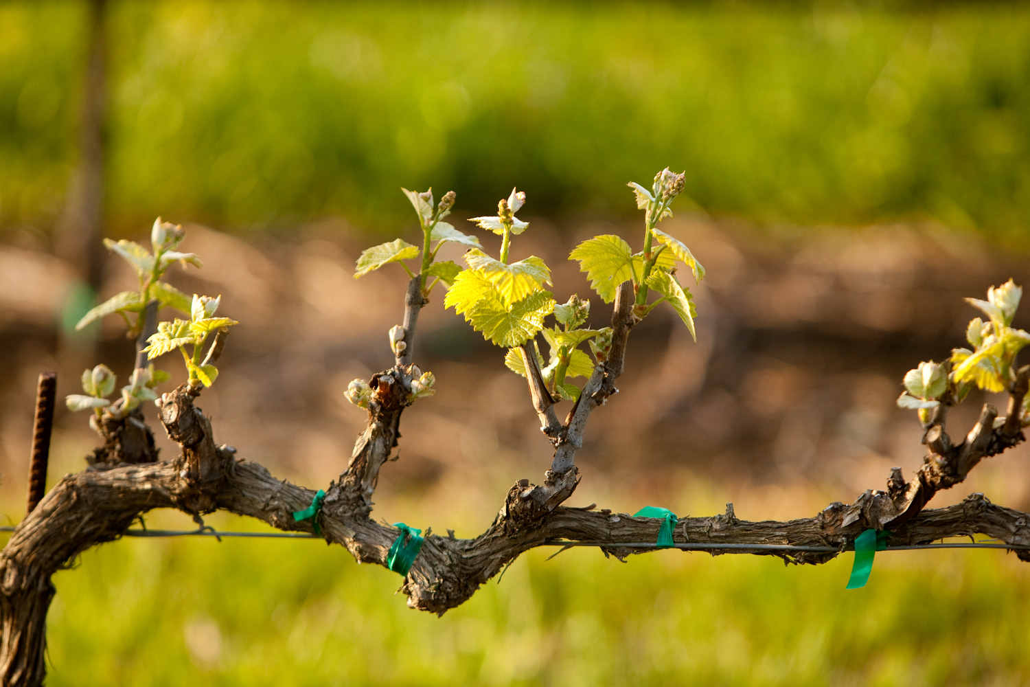 Grafting grapes for beginners: tips for beginners