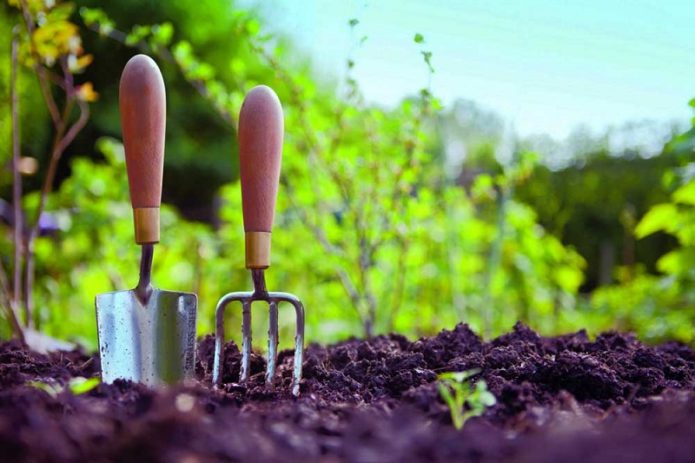 Planting on the site in spring