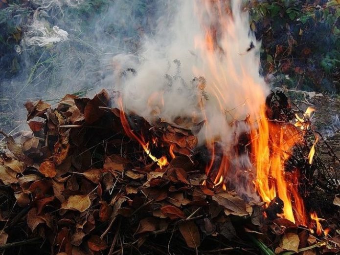 Burning last year's foliage