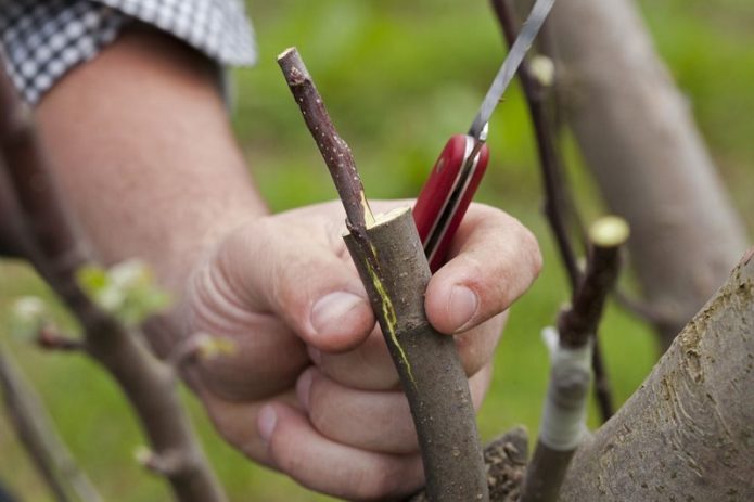 Grafting an apple tree into a split