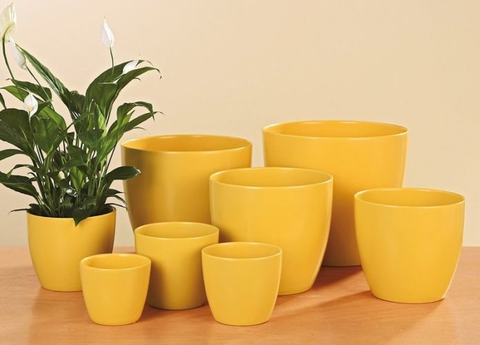 Pots for transplanting indoor flowers