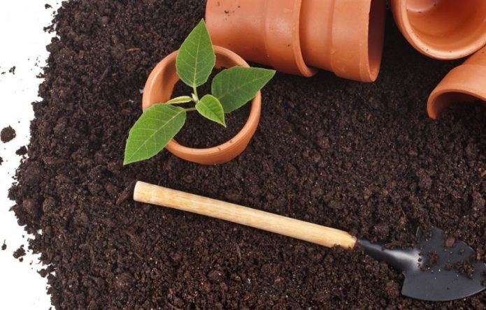 Planting seedlings in the ground