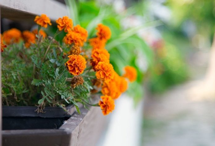 Marigolds in a container