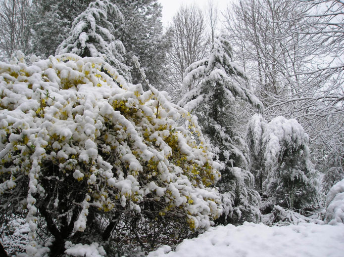 Forsythia and ate under the snow